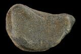 Large, Hadrosaur Phalange - Alberta (Disposition #-) #134459-2
